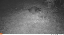 Trail cam catches raccoon eating baby rabbits