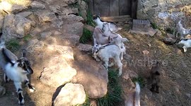 Funny Baby Goats Playing outside