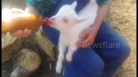 Cute Baby Goat Hand Feeding