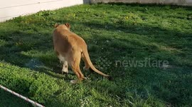 Lioness at Bosnian Zoo, Pionirska dolina