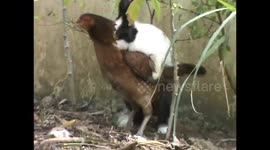 Really Playboy! Male rabbits make love with hens.