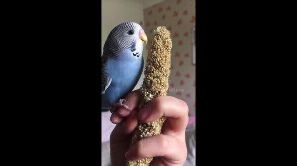 Baby budgie eating