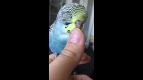 This Cockatoo loves to be petted
