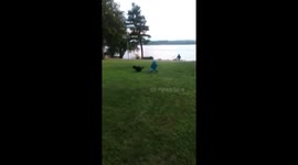 Dog gets chased around by chair