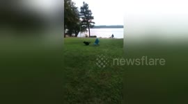 Newsflare Edit - Dog gets chased around by chair
