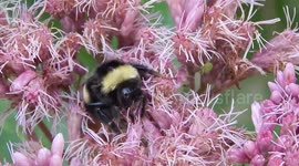 Bumble Bee Tongue Licking Good