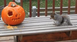 Squirrel Pumpkin Pie