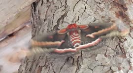 Silky Hyalophora Cecropia Largest Moth in North America