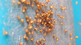 Baby Spiders in Nest