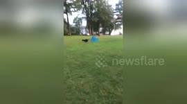 Newsflare Edit - Newsflare Edit - Dog gets chased around by chair