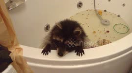 Raccoon taking a bath