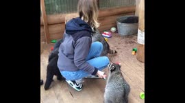 Moskow raccoon's house