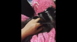Baby raccoon