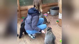 Newsflare Edit - Moskow raccoon's house