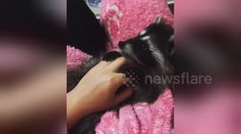 Newsflare Edit - Baby raccoon