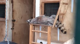 This raccoon knows how to chill