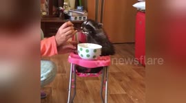 Newsflare Edit - Feeding a raccoon