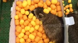 Raccoon is playing