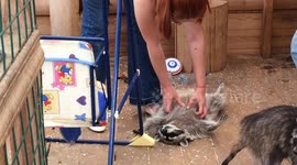 Massage for a raccoon
