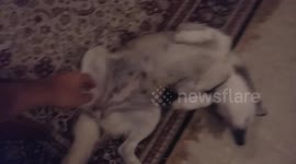 Teasing my husky when she sleep and she moves her leg!