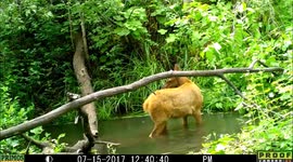 Elk youngster and cow eat at pond 15July2017
