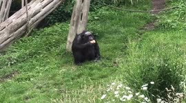Chimpanzee eats ice lolly to stay cool