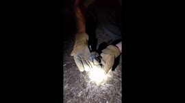 Little Brown Bats of Utah