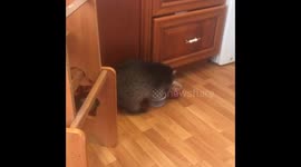 Happy raccoon