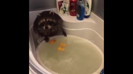 Raccoon take shower