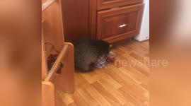 Newsflare Edit - Happy raccoon