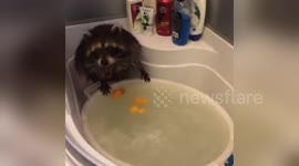 Newsflare Edit - Raccoon take shower