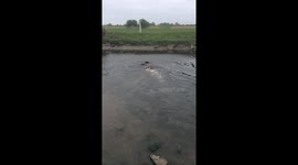 Dog Forgets How To Swim