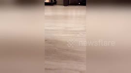 Newsflare Edit - Tarantula rides car