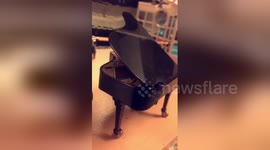 Newsflare Edit - Tarantula plays piano