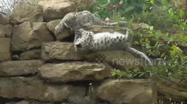 Adorable snow leopard cub takes a tumble