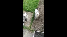 Cat makes cute sounds catching bubbles