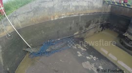 Man rescues angry crocodile from irrigation channel - No Slow-mo effect