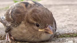 Bird Stike...........................(On back kitchen window)