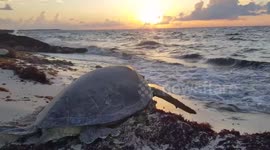 This US man on vacation in Mexico saw a lifeless sea turtle on a beach and knew he had to act fast