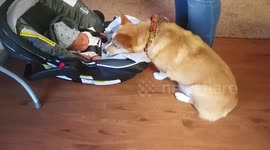 Adorable Corgi meets new family member