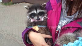 Baby raccoon