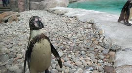 Penguin Chases Girls Finger