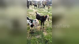 Newsflare Edit - Hazro itwar mandi