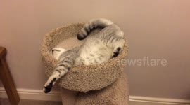 Cat in crazy sleeping position