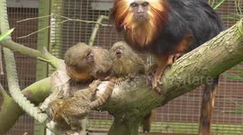 Monkey mother protects her babies