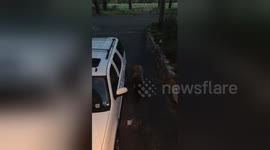 Bear breaks into car near Lake Tahoe, USA
