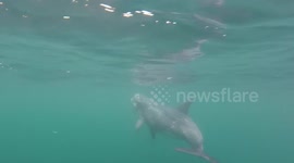 Cool encounter with dolphin off Cornwall, UK