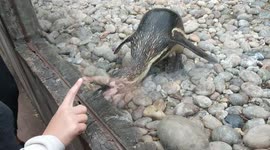 Penguin chases girl's finger through windowpane