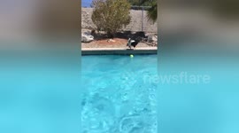 Newsflare Edit - Party Pomeranian dog getting ball out of pool without getting wet