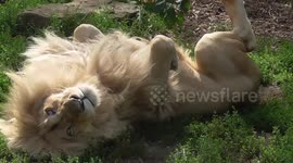 White lion roars in sleep